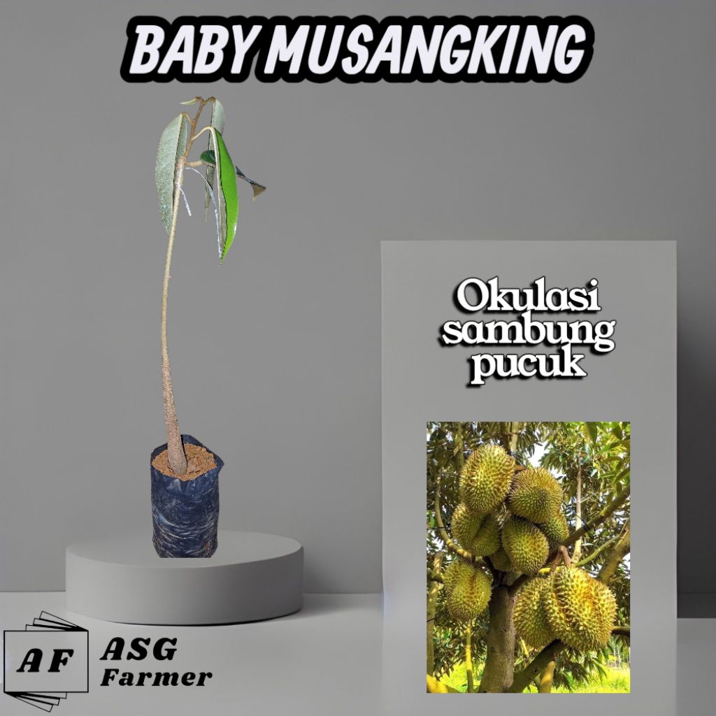 Baby Durian Musangking Siap Tanam – Tinggi ±25cm | Sambung Pucuk
