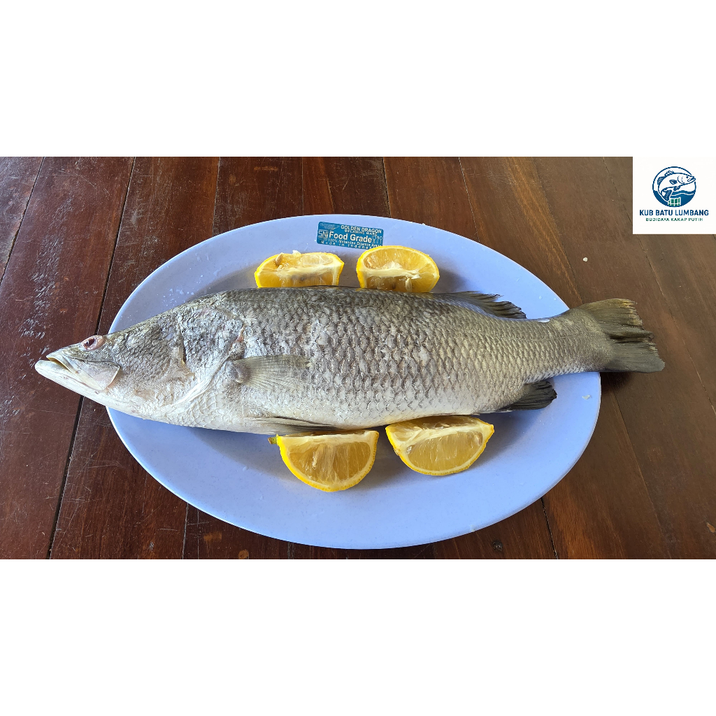 

Fillet Kakap Putih / Baramundi 250 gr