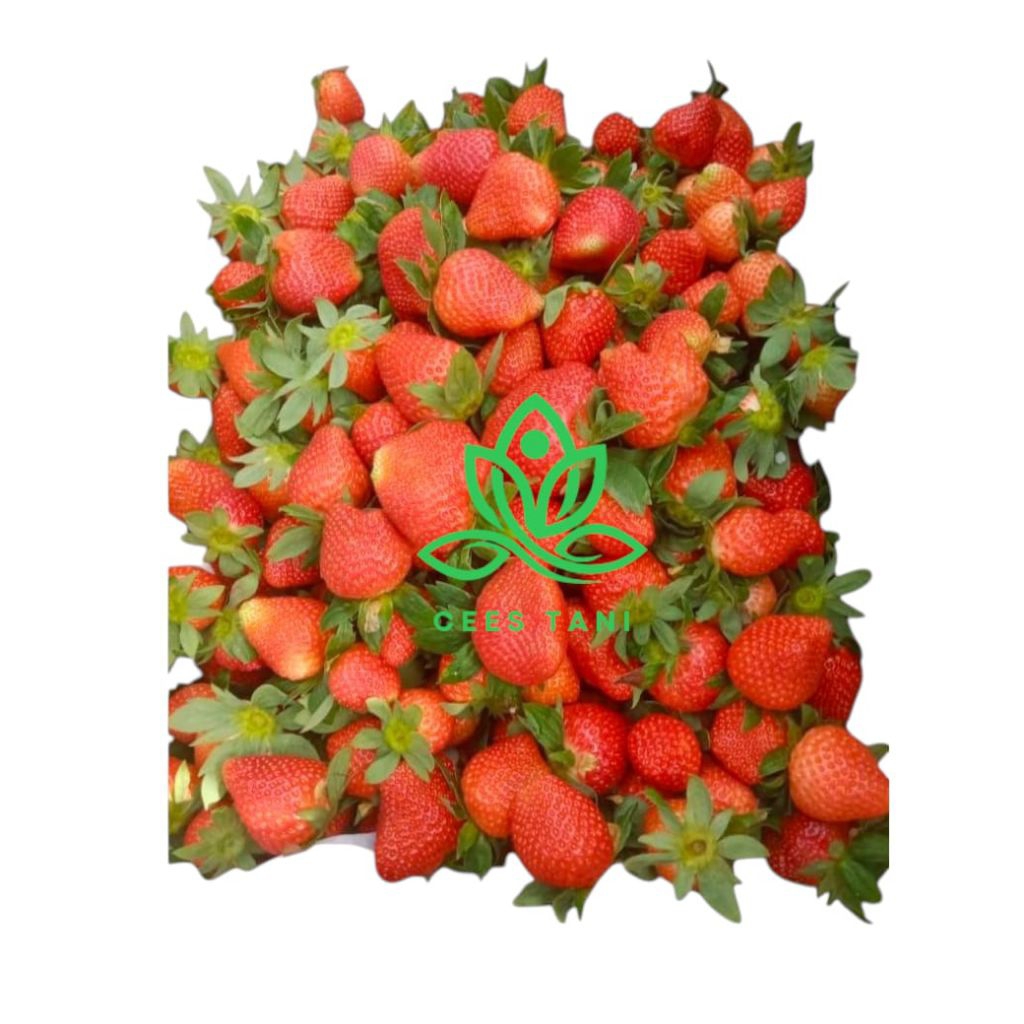 

strawberyy fresh ciwidey dipetik langsung dari kebun jenis (MENCIR) kemasan 500gr