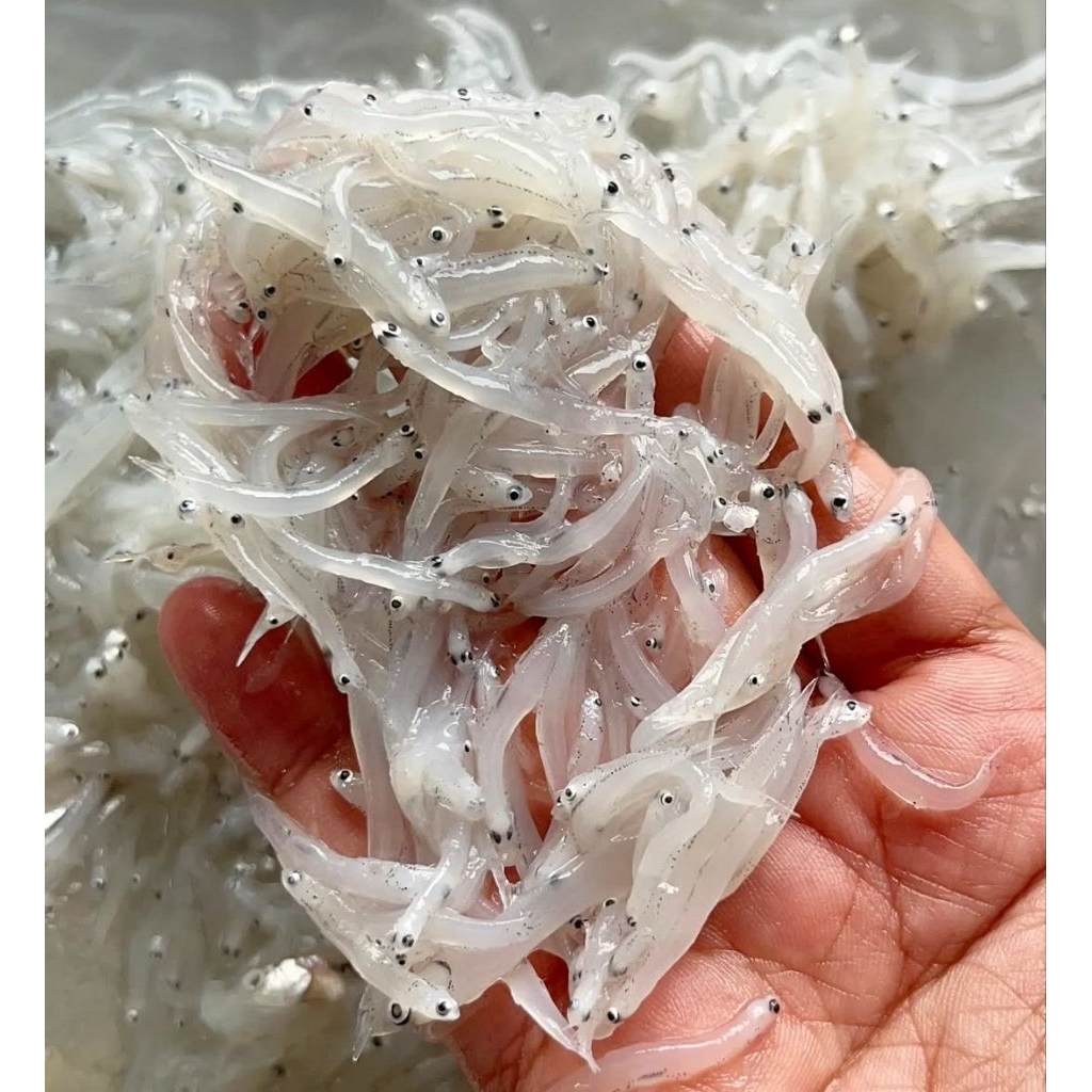 

Laukku Ikan - Teri Nasi Basah