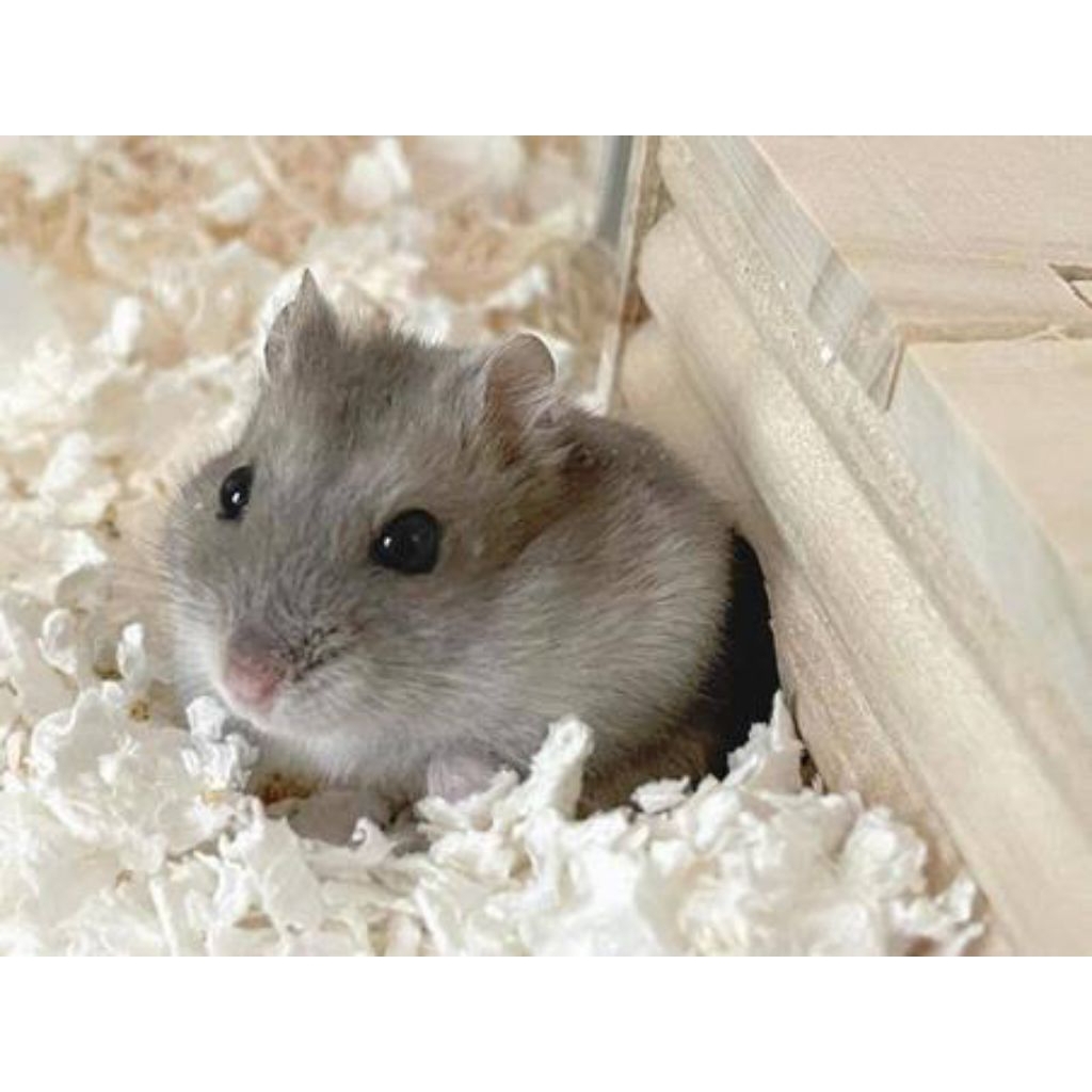 Hamster Winter White "Sapphire" (DEWASA)