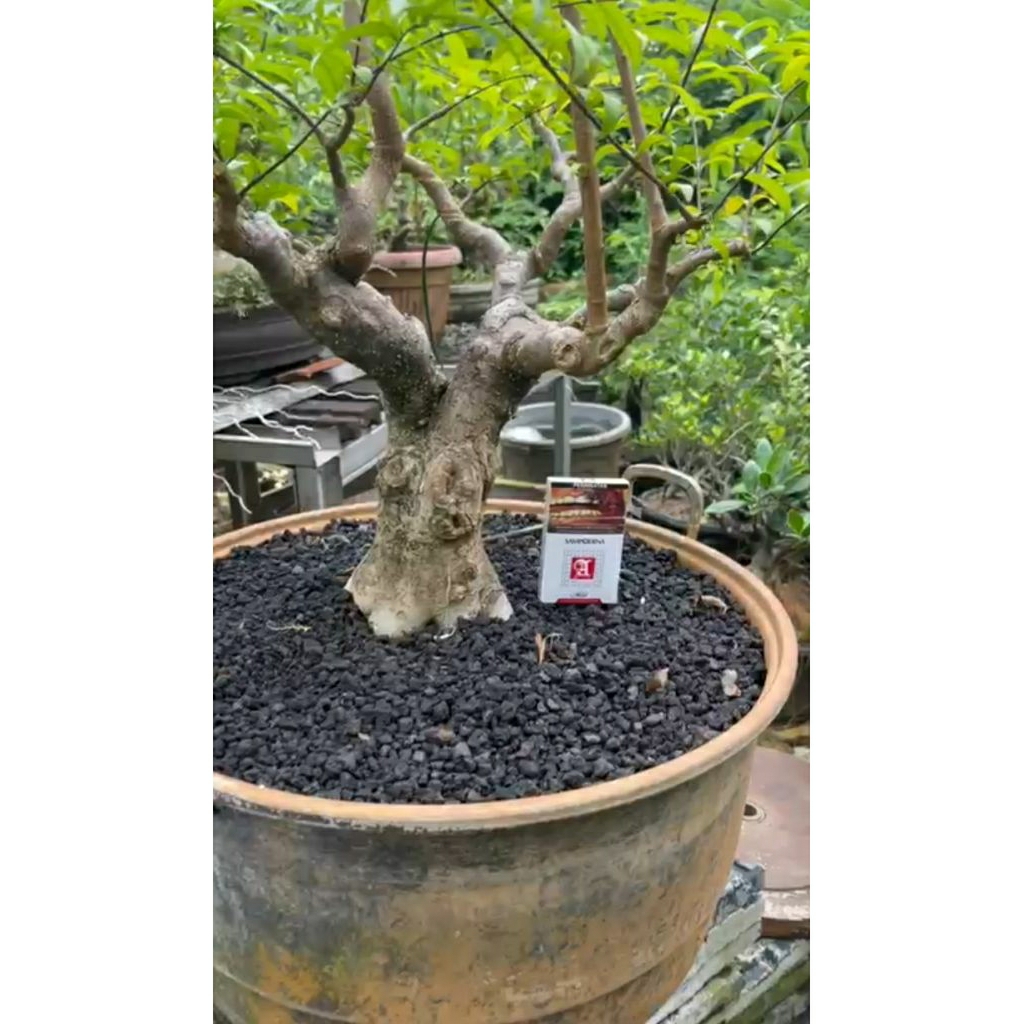 Bonsai Anting Putri Batang Besar