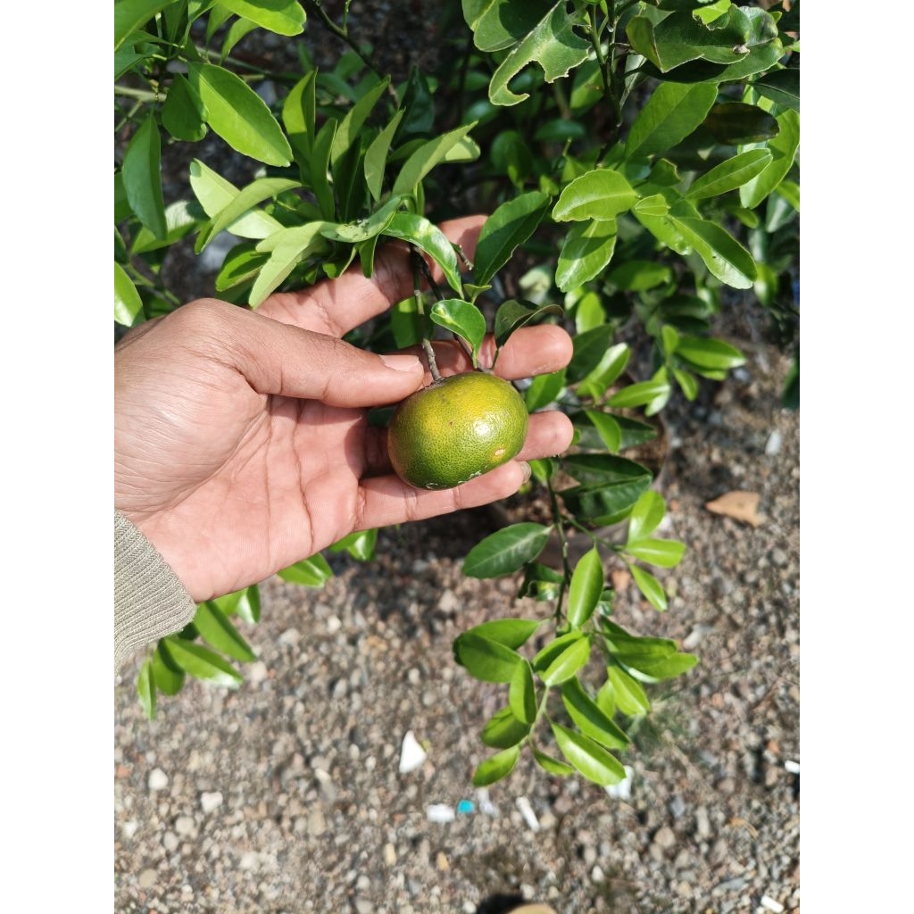 Bibit jeruk santang madu berbuah (valid)