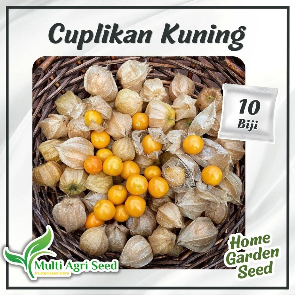 10 Biji Benih Ciplukan Kuning Bibit Buah Golden Berry