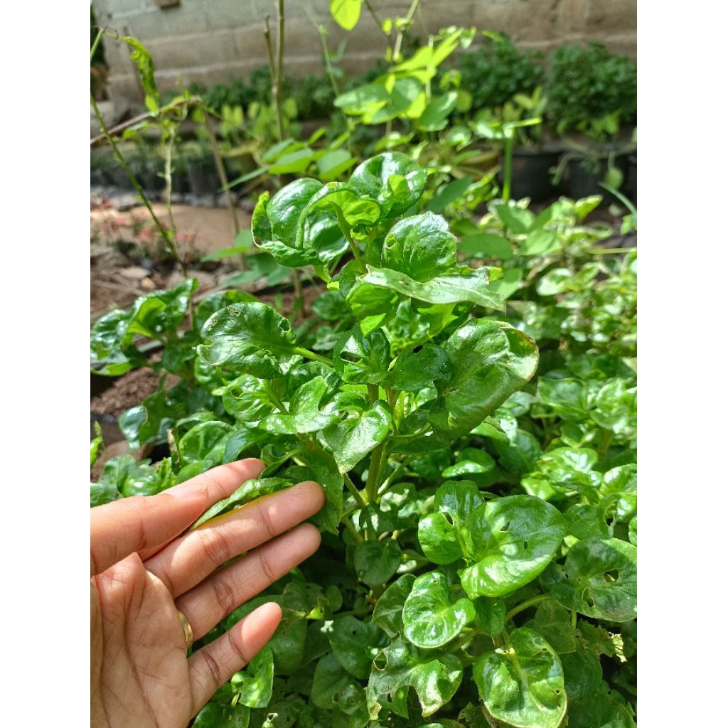 

BAYAM BRAZIL BERKHASIAT BISA DIKONSUMSI