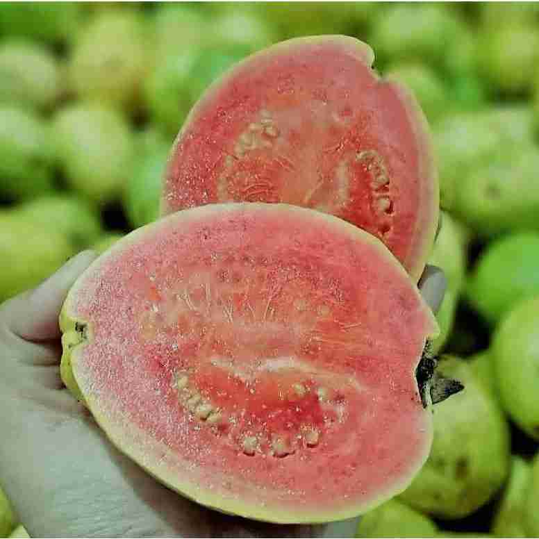 

JAMBU MERAH MANIS SEGAR DAN FRESH BEBAS BELI PER KG