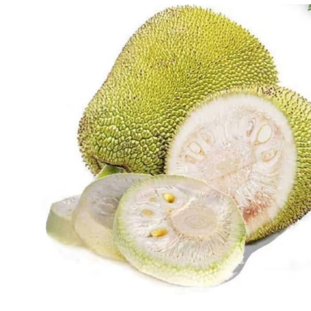 

nangka muda untuk sayur utuh 1buah berat 1kg lebih