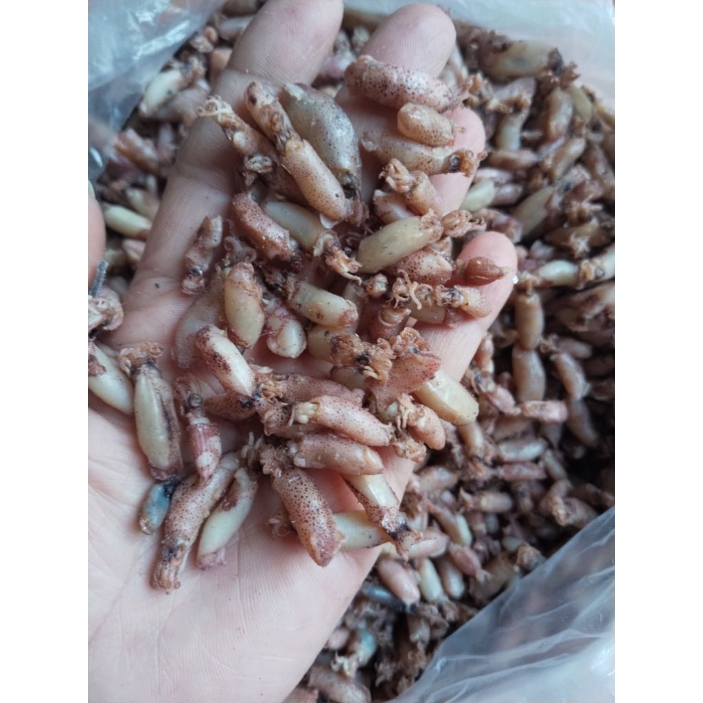 

Baby Cumi uk. 0,..-1,...cm