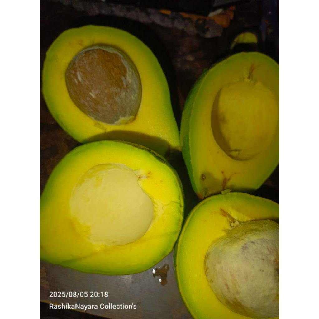 

ALPUKAT MENTEGA GRADE A isi 4pc