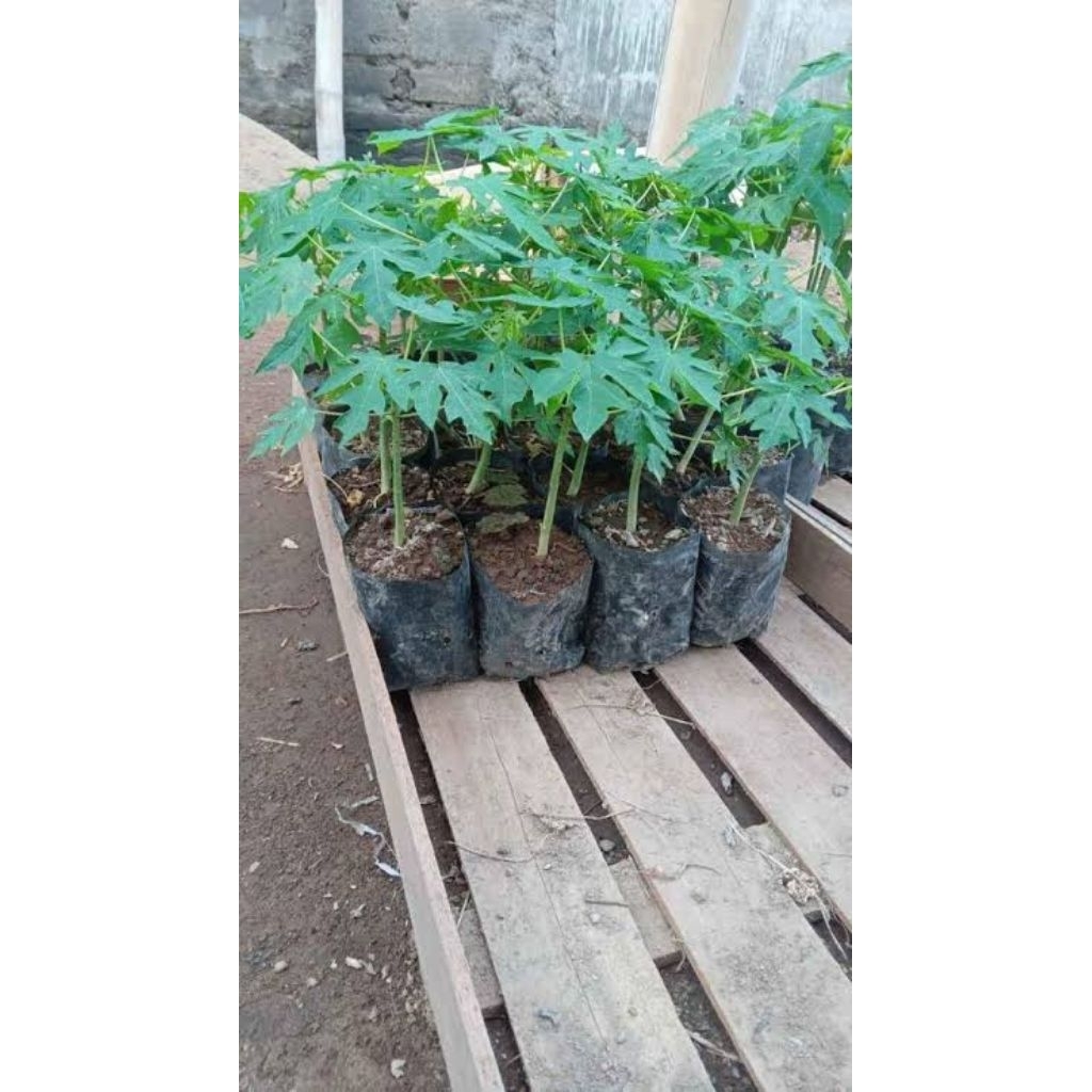 bibit unggul pepaya California