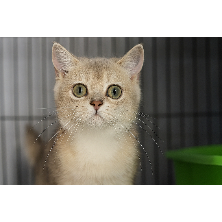Adopsi kucing bsh jantan usia 3,5 bulan warna blue golden good anatomi good kaeakter sudah pup pasir