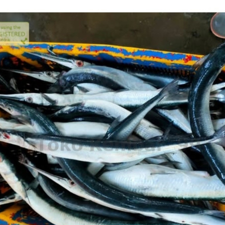 

Ikan Cendro Segar 1Kg Ikan Cendro Utuh