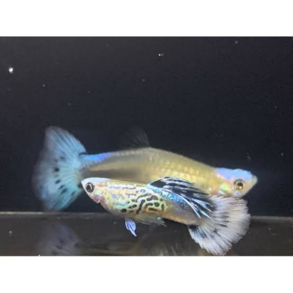 ss.blue.koi.1.pasang