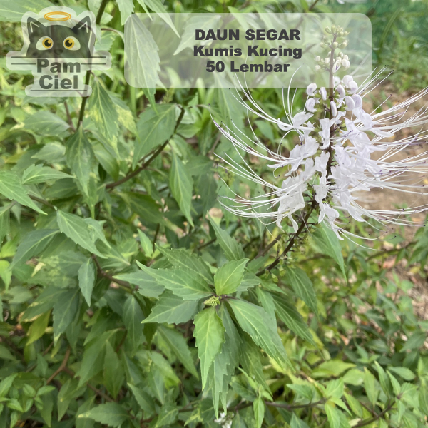 

Daun Kumis Kucing Segar 50 Lembar Obat Herbal