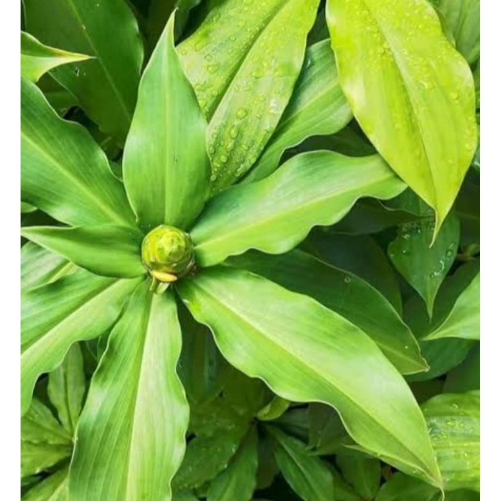 

Daun insulin rambat tamanan jarang 100 gram