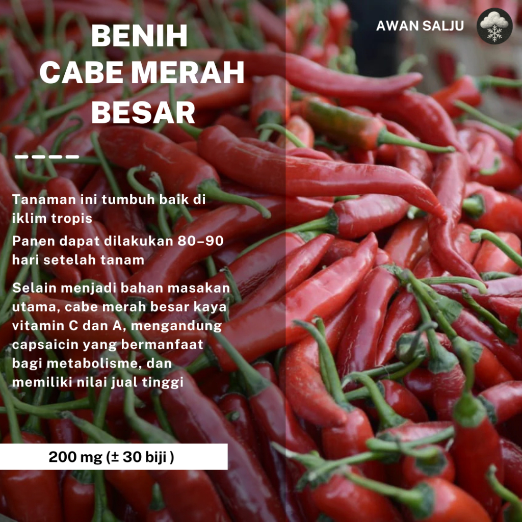 Benih Cabe Merah Besar Sayuran Tahan Virus Unggul Benih Bibit Sayuran Berkualitas