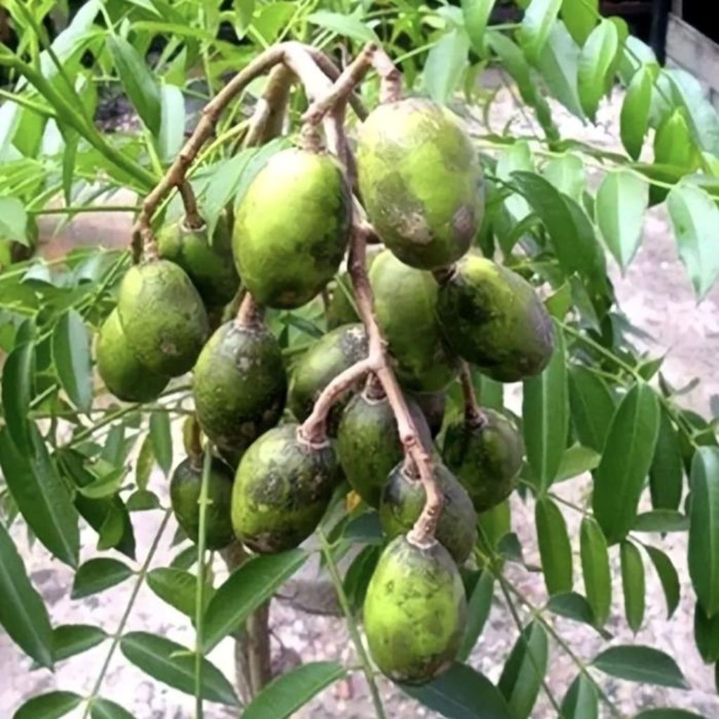 

Bibit Kedondong Mini Unggul Cepat Berbuah