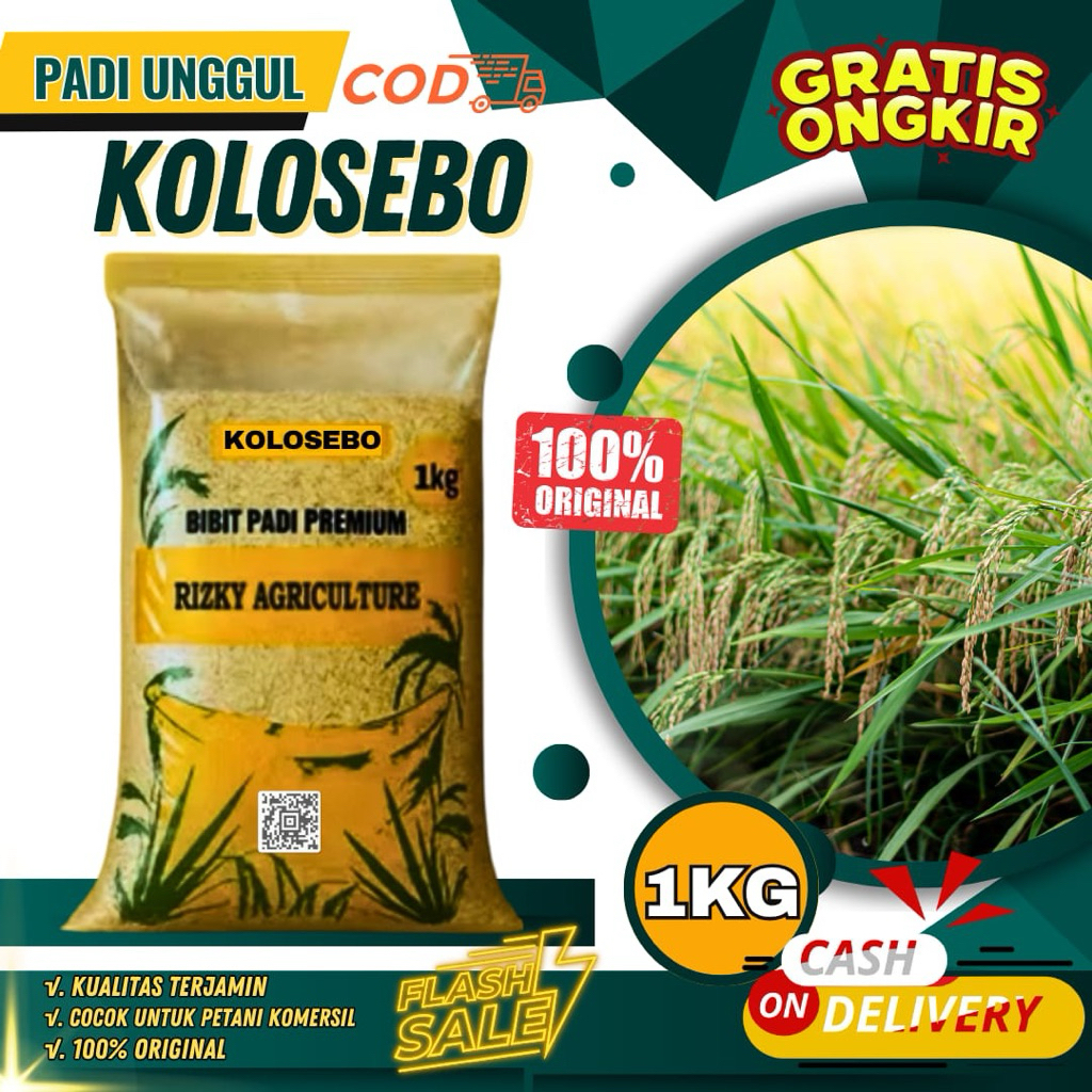 BENIH PADI BIBIT PADI KOLOSEBO UNGGUL 1KG