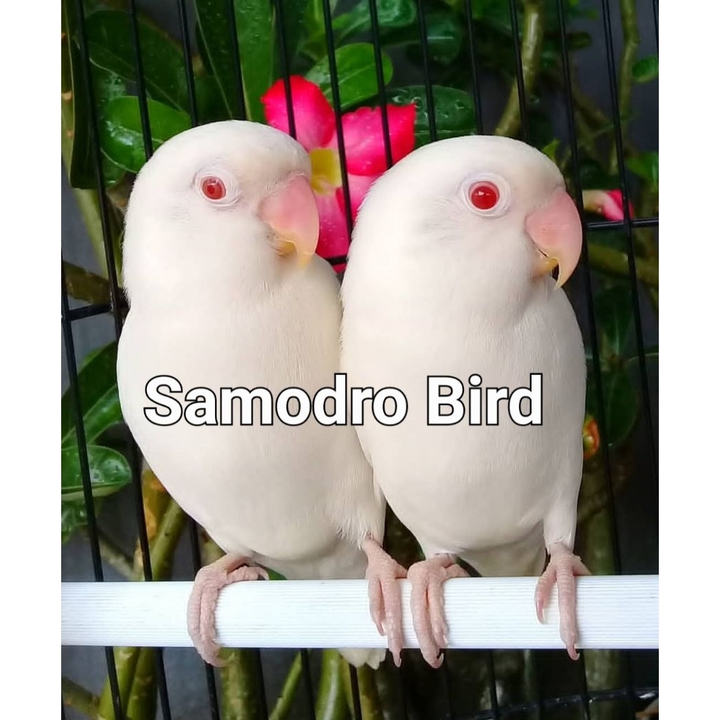 Burung Lovebird Albino Mata Merah Usia Dewasa