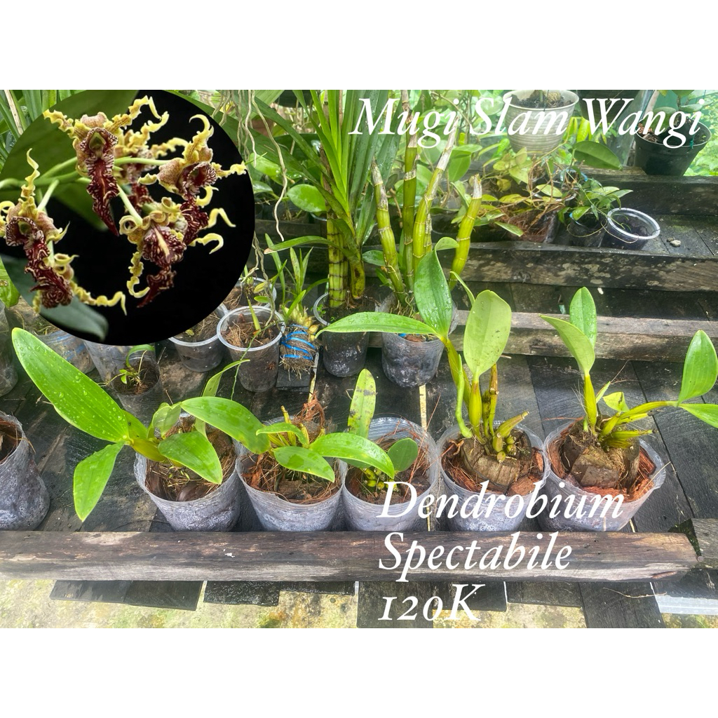 Anggrek Dendrobium Spectabile