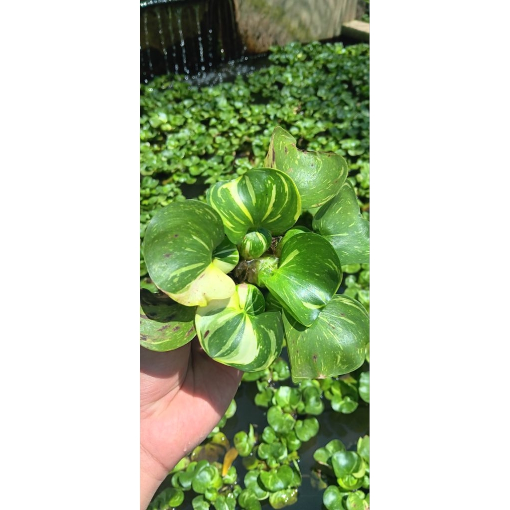 tanaman air eceng gondok varigata