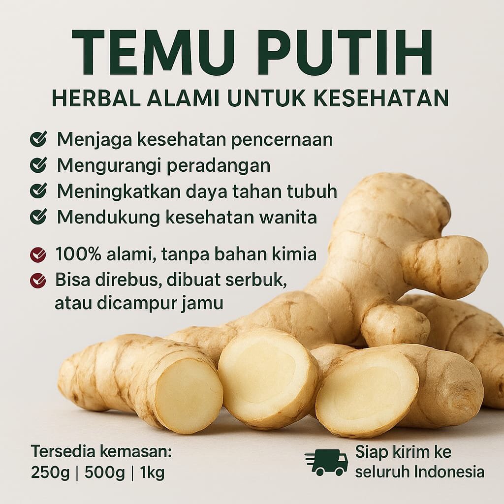 

Temu putih Segar dan fress dari kebun langsung - Herbal Alami untuk kesehatan