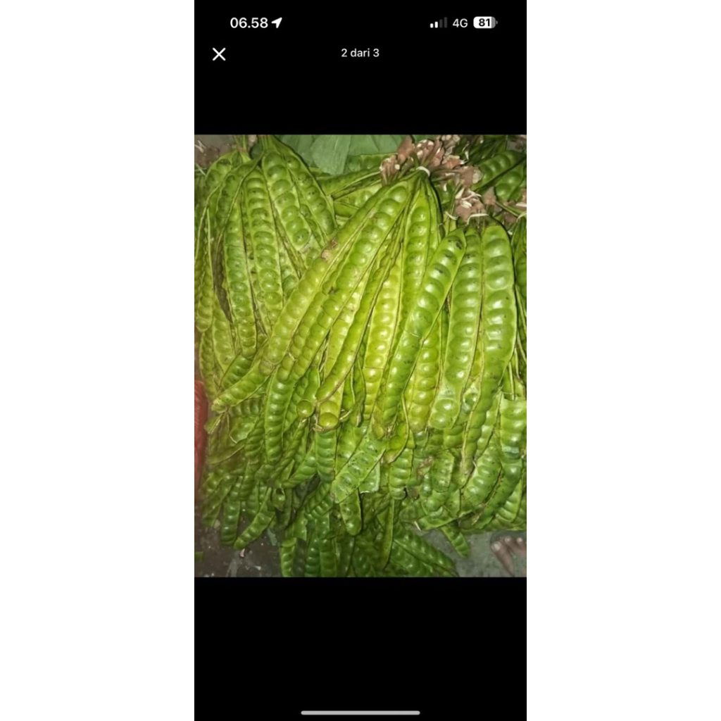 

pete/petai super isi 10 papan