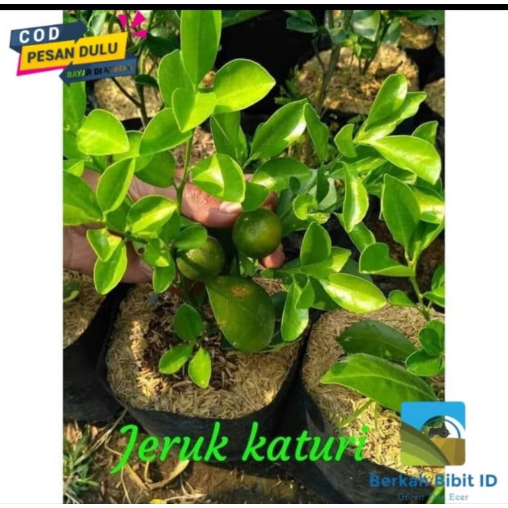 

bibit tanaman jeruk kasturi kondisi berbuah