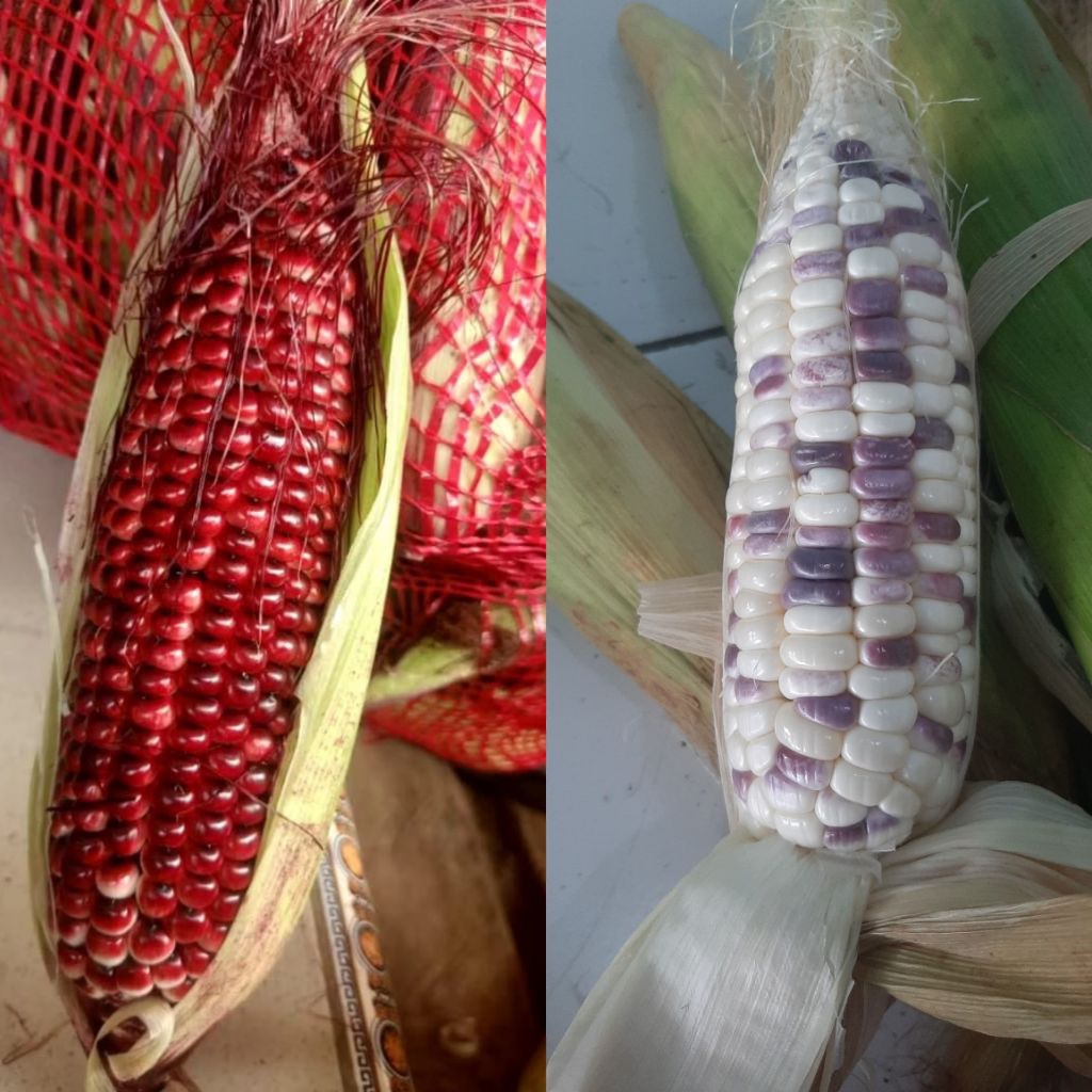 

Jagung ketan Batik ungu putih rasanya manis pulen harga 1kg