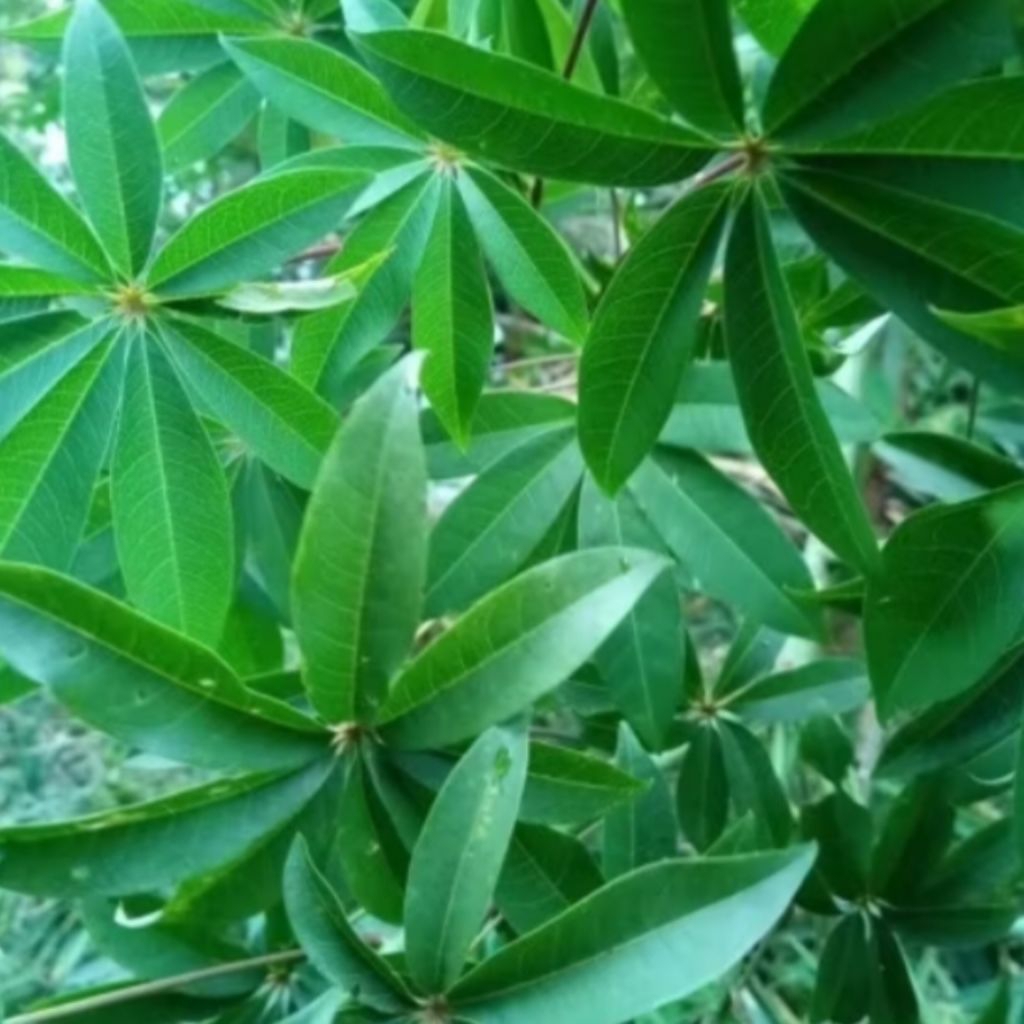 

daun randu segar. 500 grm