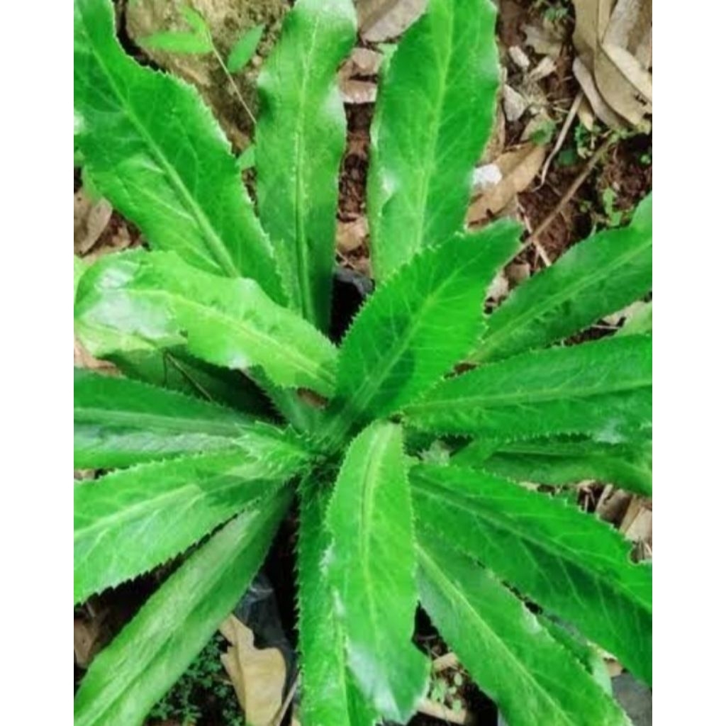 

Daun walang geni walang sagit frees petik langsng 500 gram