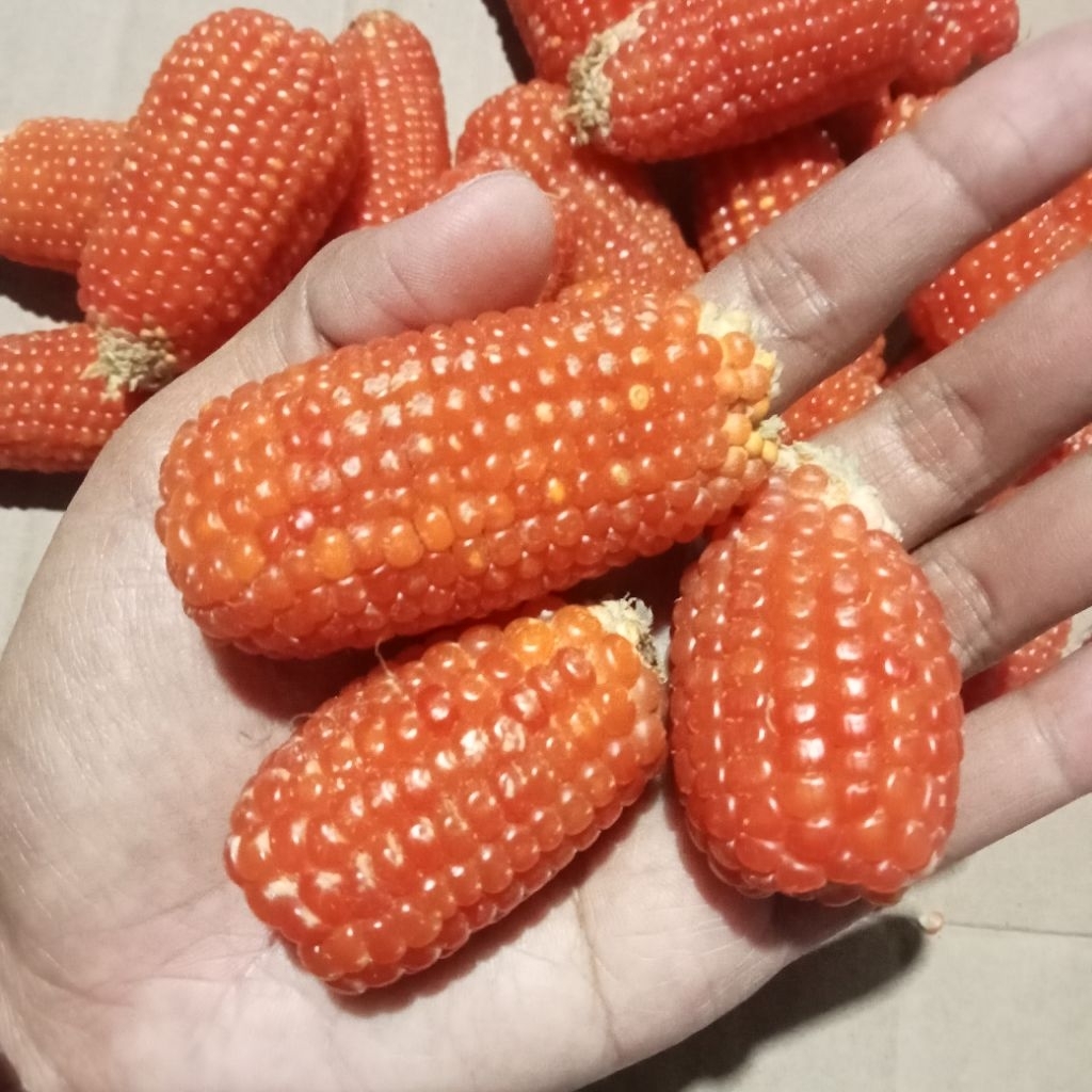 Gigitan Hamster jagung kering utuh 1kg