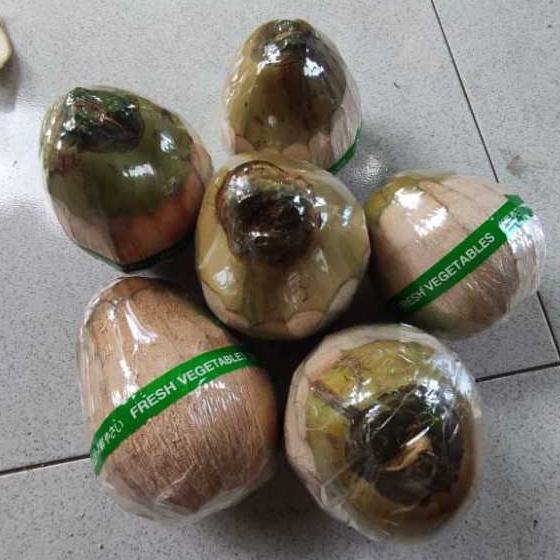 

KELAPA KOPYOR ASLI PATI UKURAN KECIL