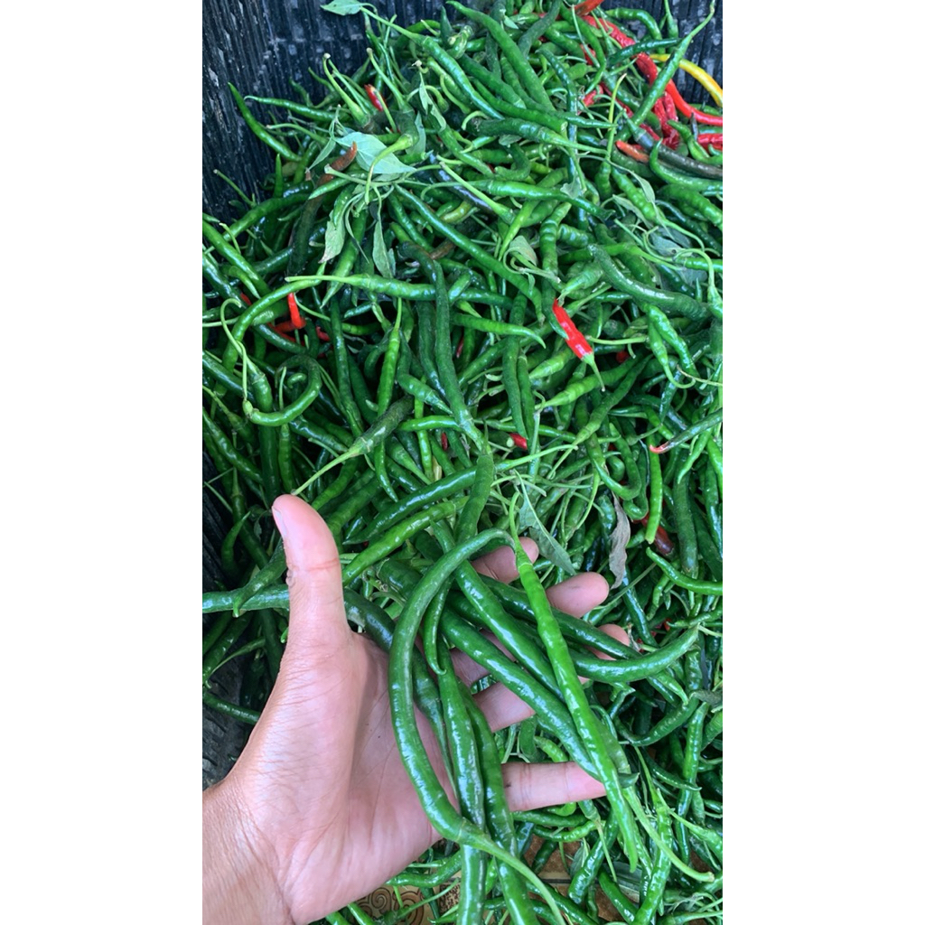 

Cabe hijau keriting- fresh 1kg