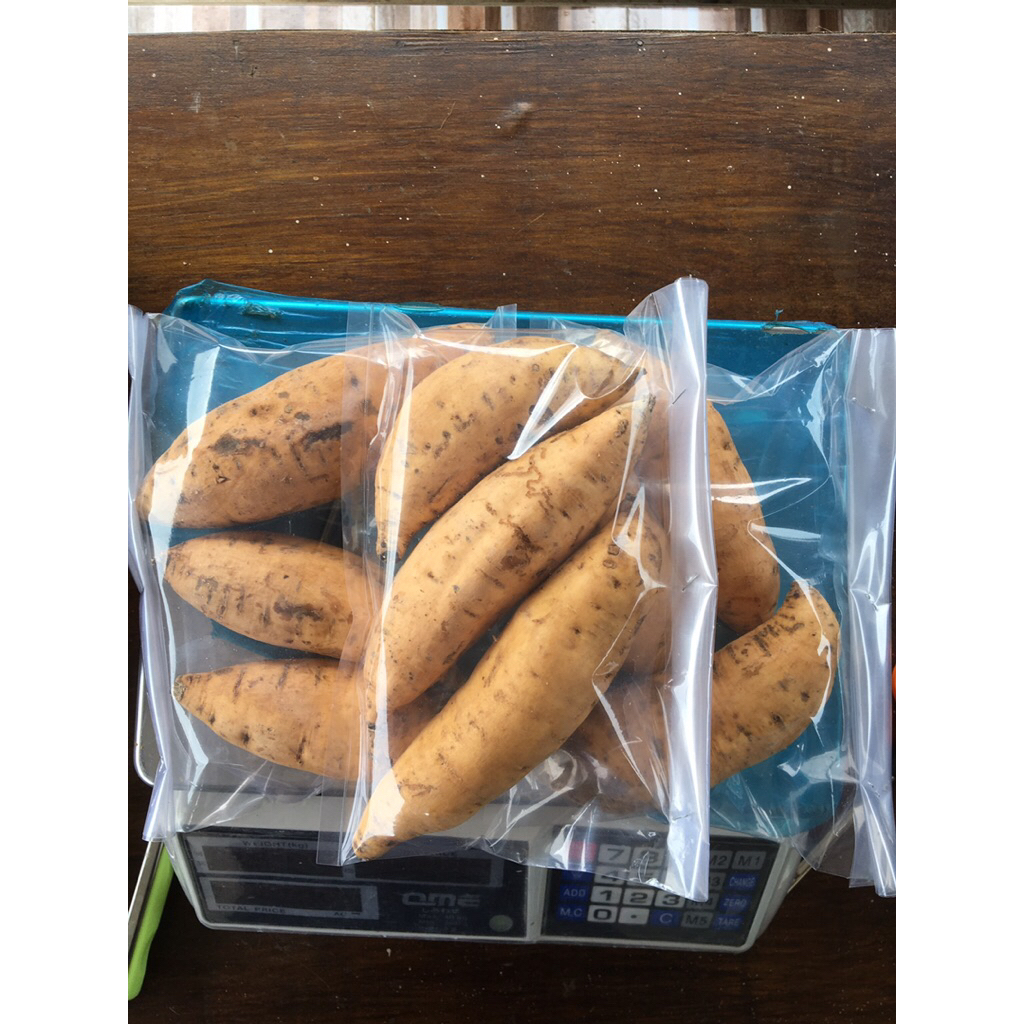 

Ubi cilembu asli Manis madu ekonomis