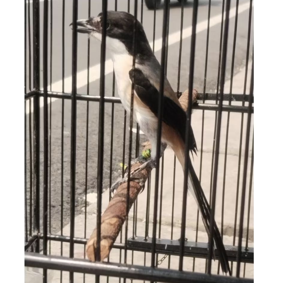 CENDET/PENTET MADURA ASLI BLANGKON DADA PUTIH FULLSET KRODONG