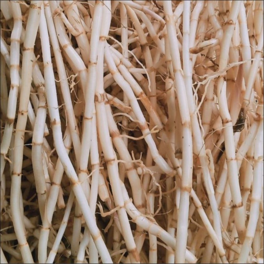 

jual murah akar alang alang obat herbal alami berat 250 gram