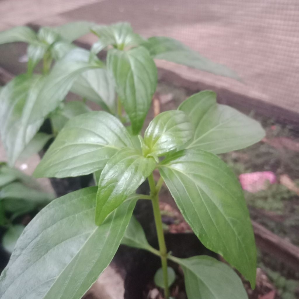 SAMBILOTO bibit sambiloto.Daun sambiloto.sambiloto herbal.sambiloto kering.sambiloto pahit berkhasia