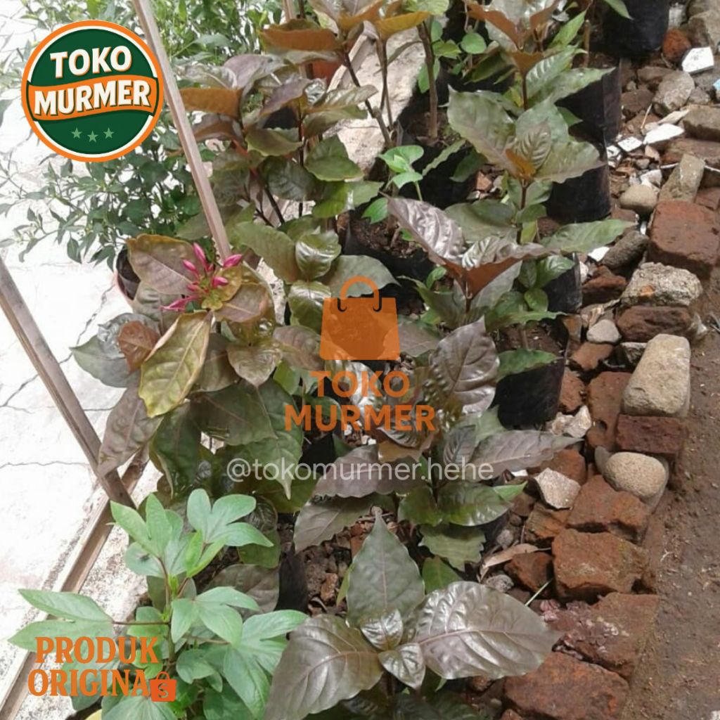 Bibit tanaman herbal daun ungu atau tanaman handeuleum atau kopi hideung asal stek_Toko murmer