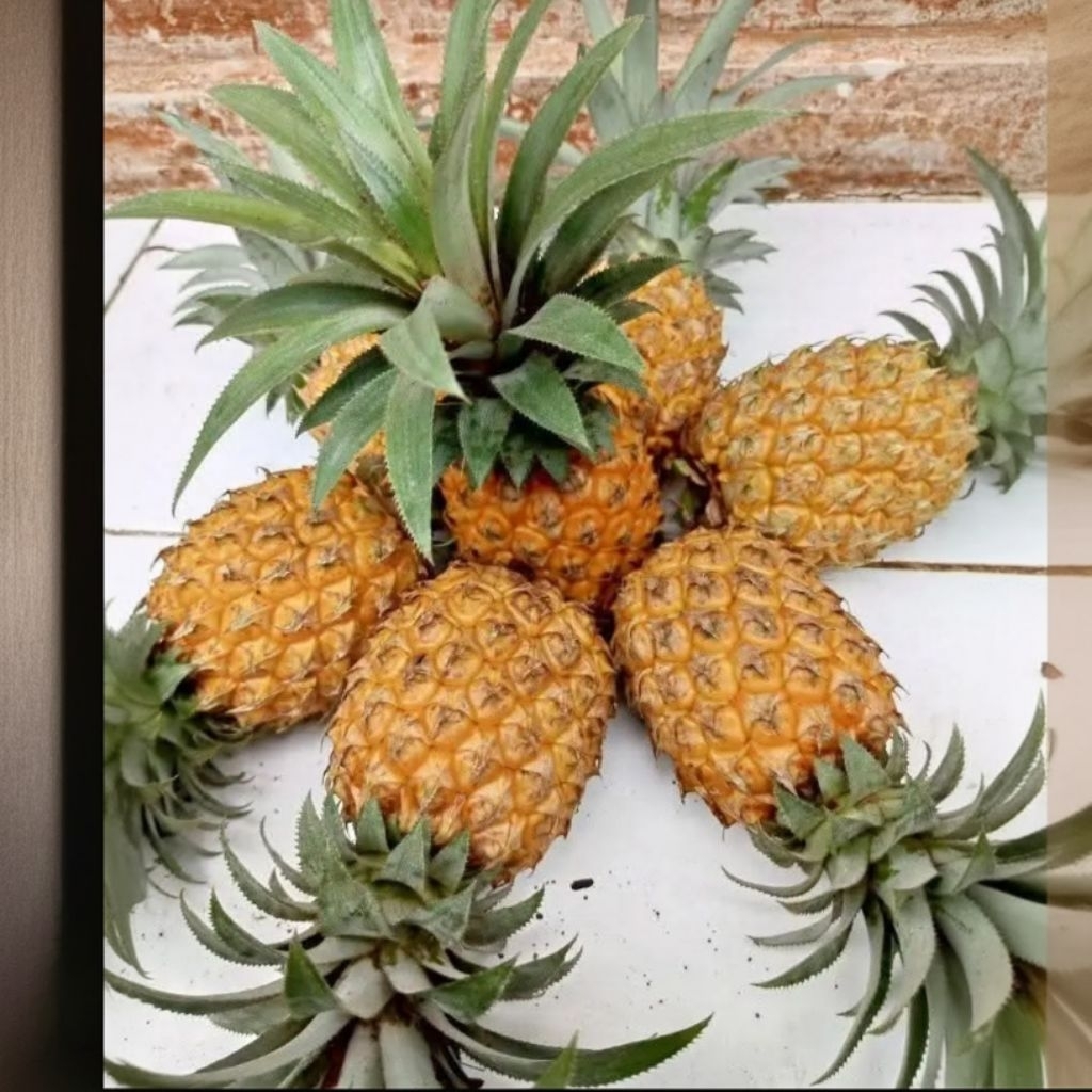 

#bayar_cod NANAS MADU PEMALANG ASLI 1 IKET ISI 4 PCS