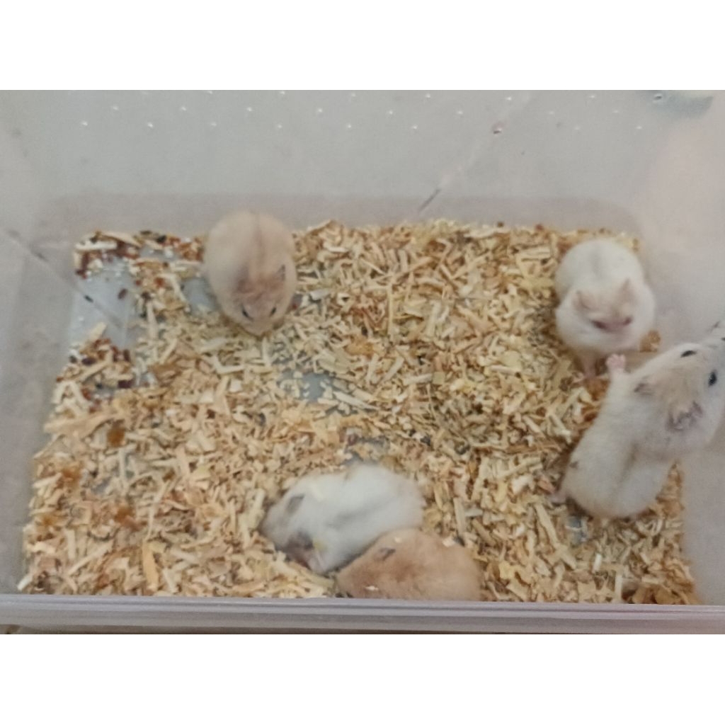 hamster winter white golden pearl