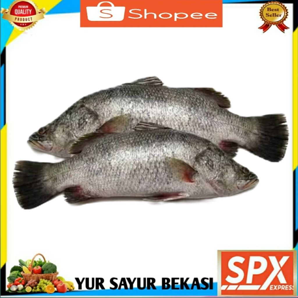 

Ikan Kakap Segar 500gr.