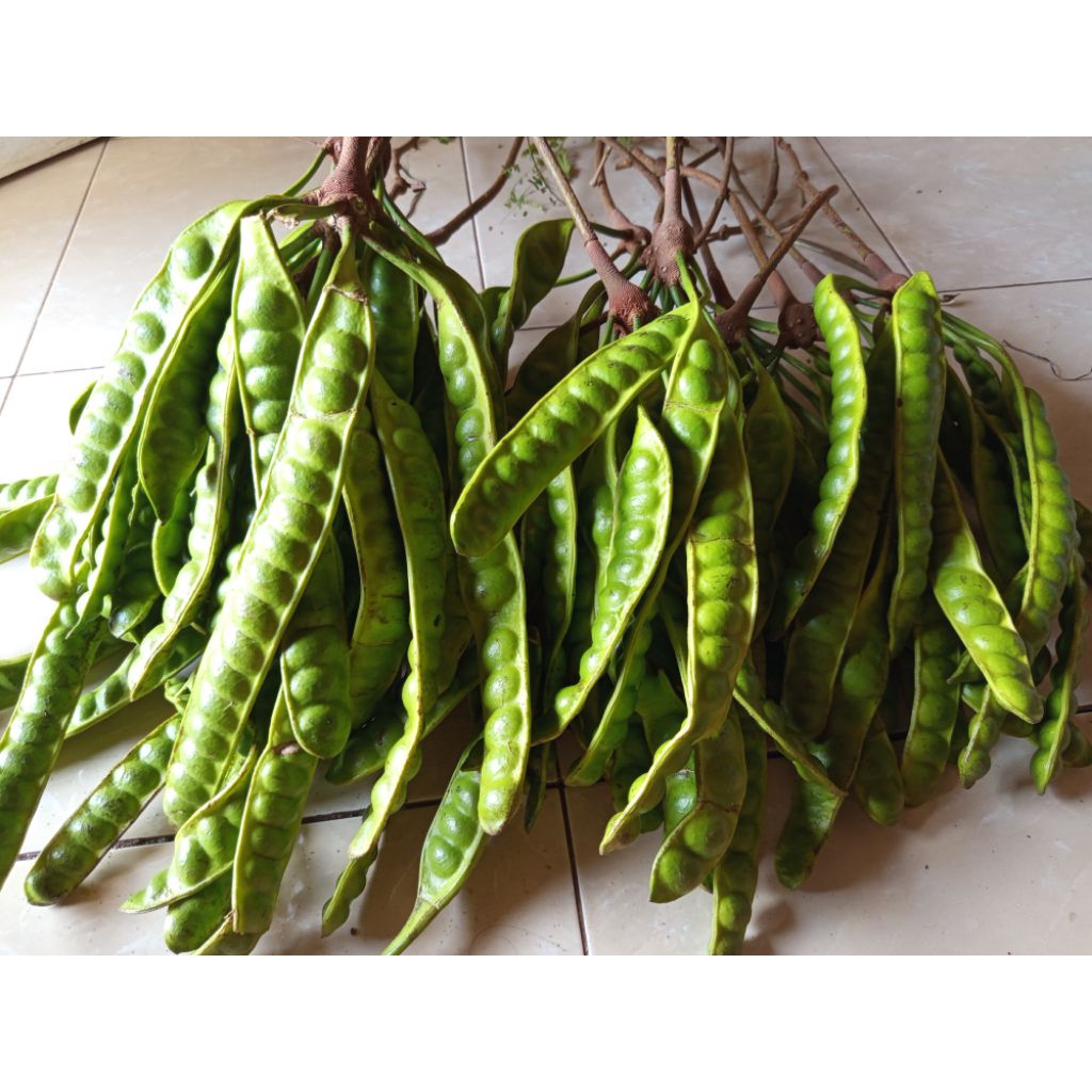 

Pete Tua 1 Lonjor Segar Fresh Asli Original Sayuran Lalapan