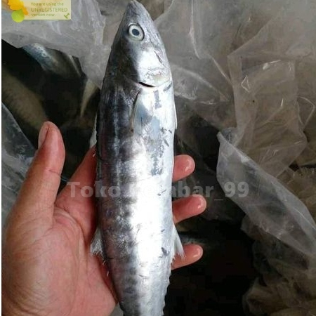 

Ikan tenggiri Segar 1Kg Ikan tenggiri Kecil Baby Tenggiri Ikan Tengiri