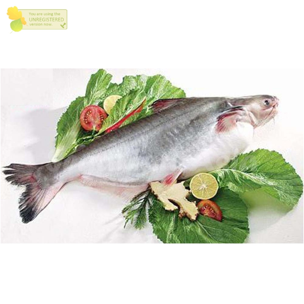 

Ikan Patin Segar 1Kg Ikan Patin Utuh Ikan Segar Air Tawar Konsumsi