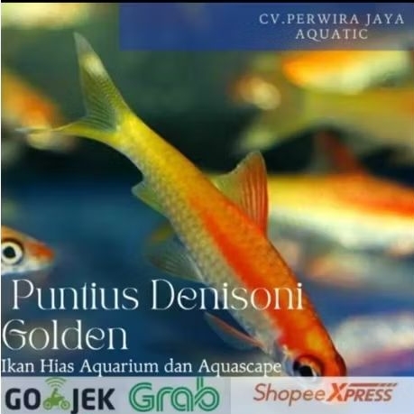 Puntius Denisoni Golden Hiasan Aquarium dan Aquascape