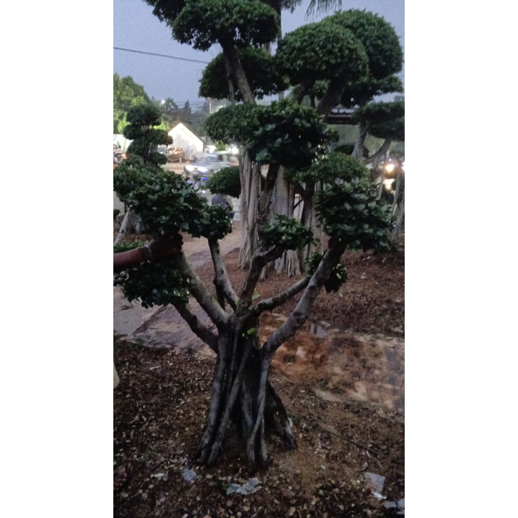 tanaman pohon bonsai dolar / bonsai  mikro