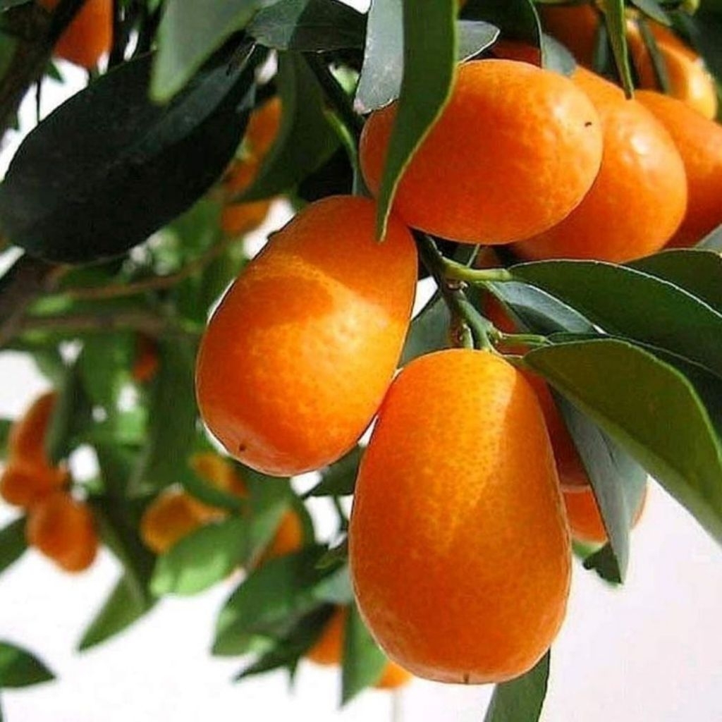 bibit jeruk nagami/kimkit berbuah