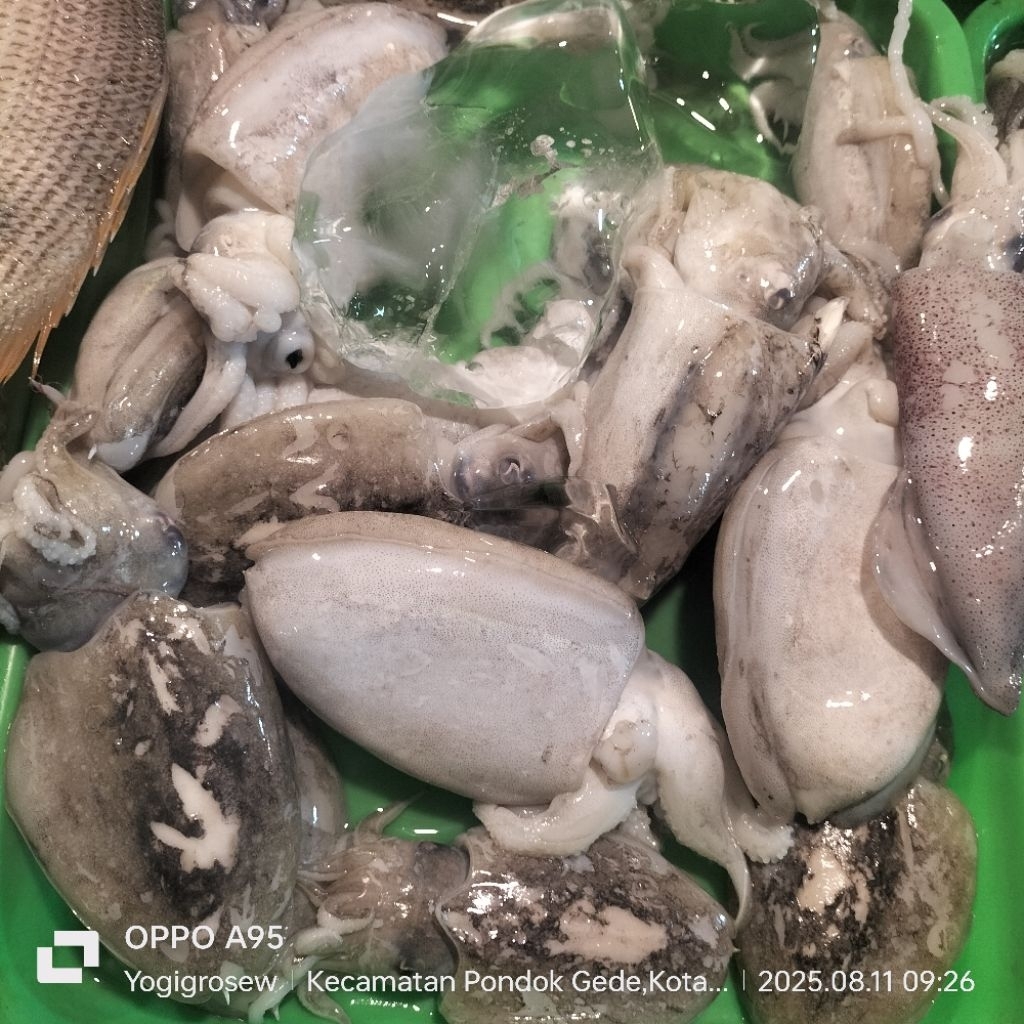 

Cumi Sotong 1kg/500gr