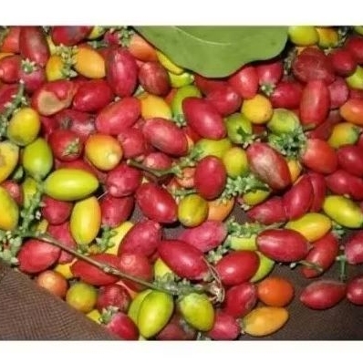 

Buah melinjo 250g